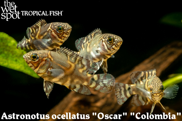 The Wet Spot Tropical Fish tweet media