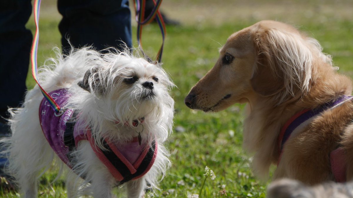 夏目真利子 人の幸せには結びつくかもしれないけど 犬にとってはどうだろう さらに言うと 人間が犬に体罰を与えることを求めるのは 幸せなことだろうか 問題を抑え込めるとしても 人間の心の進化はそう考えることができるところに到達していると思う 夏目真利子 人の幸せには結びつくかもしれないけど 犬にとってはどうだろう さらに言うと 人間が犬に体罰を与えることを求めるのは 幸せなことだろうか 問題を抑え込めるとしても 人間の心の進化はそう考えることができるところに到達していると思う
