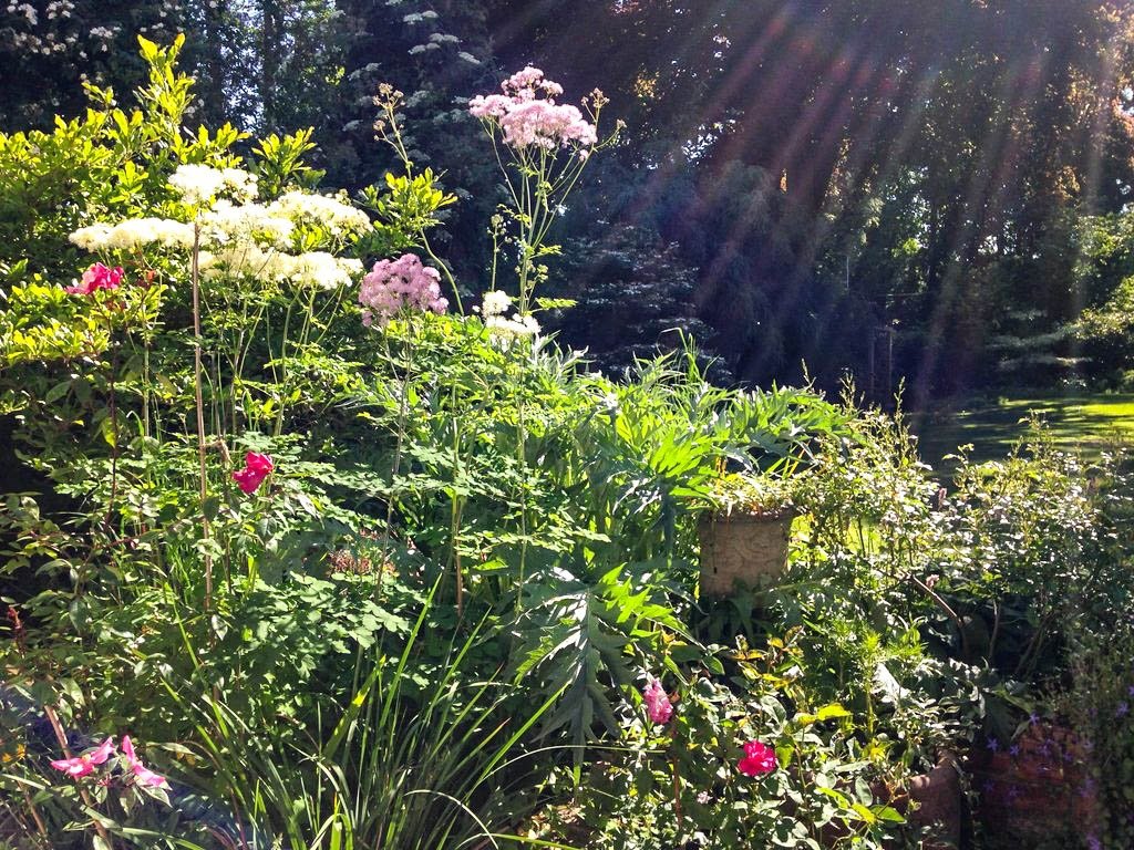 MHDHS Member Jane Muirhead is opening her organic and wildlife garden at 19 Coolhurst Road, N8 8EP for the NGS on Sunday 18 April (2:00-6:00pm). For further information please visit muswellhillgardeners.co.uk/gardens.php#9. #NGS #opengarden