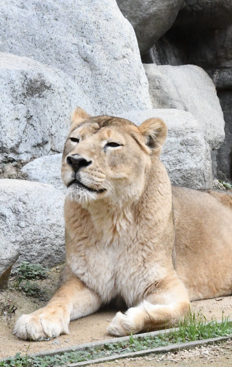 1951年 王子動物園 開園記念 ノベルティ おがくず人形 ライオン 王子動物園限定！オリジナルポストカード発売中！ | 【近鉄】駅