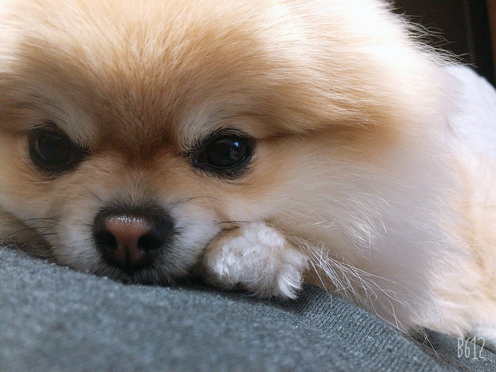 あざとい犬 あざとい犬