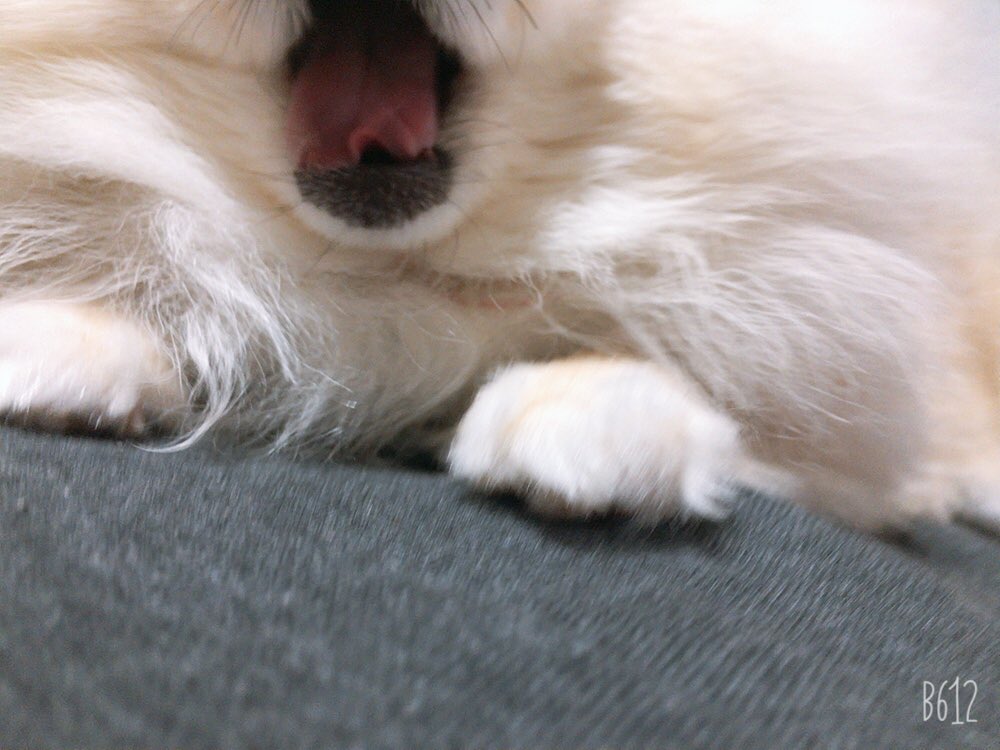 あざとい犬 あざとい犬