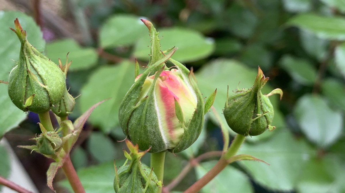 Rose Runner おはようございます 今朝のお庭より 薬剤散布完了 地植えにスミチオン 鉢植えにオルトランdx 先頭集団の４品種 エドゥアールマネ ラフランス グルスアンアーヘン ラディッシュ どれがトップ通過するだろう モッコウバラはペースメーカー