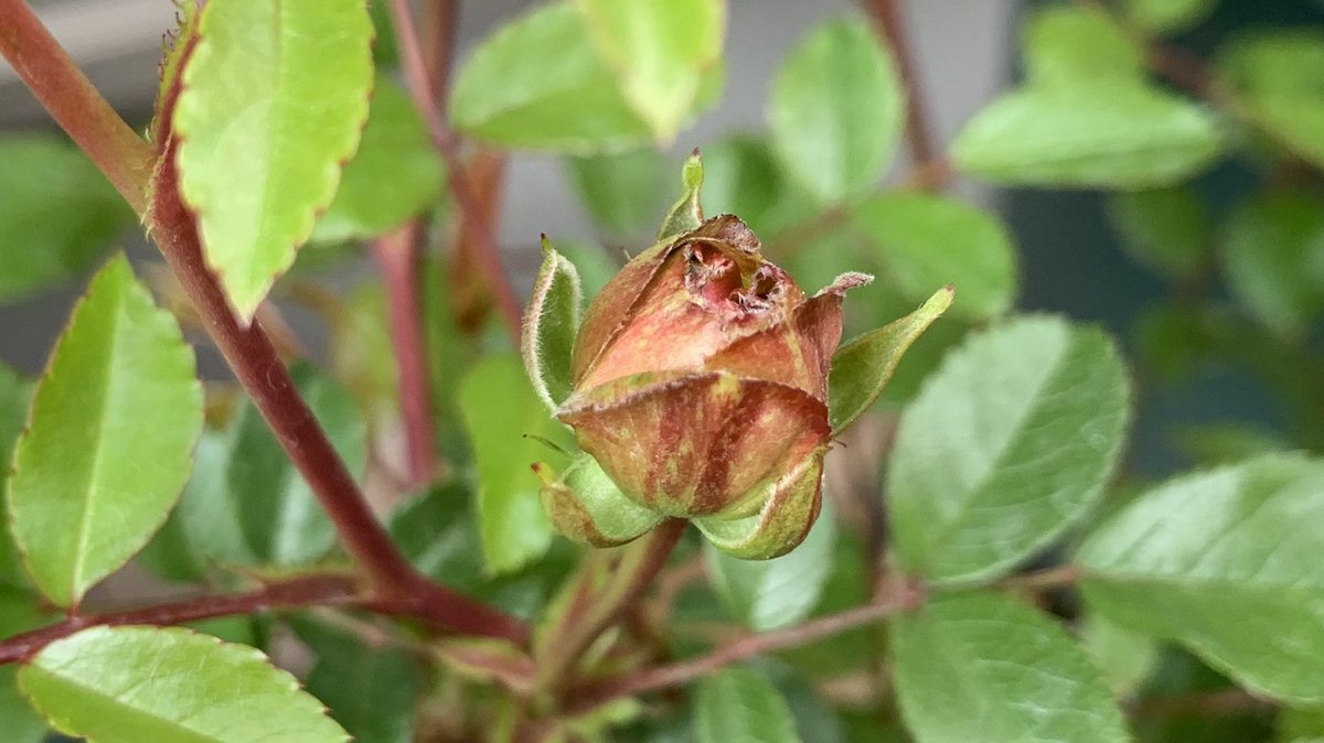 Rose Runner おはようございます 今朝のお庭より 薬剤散布完了 地植えにスミチオン 鉢植えにオルトランdx 先頭集団の４品種 エドゥアールマネ ラフランス グルスアンアーヘン ラディッシュ どれがトップ通過するだろう モッコウバラはペースメーカー