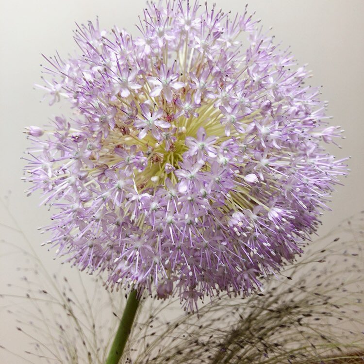 ネギの花 Twitter Search Twitter