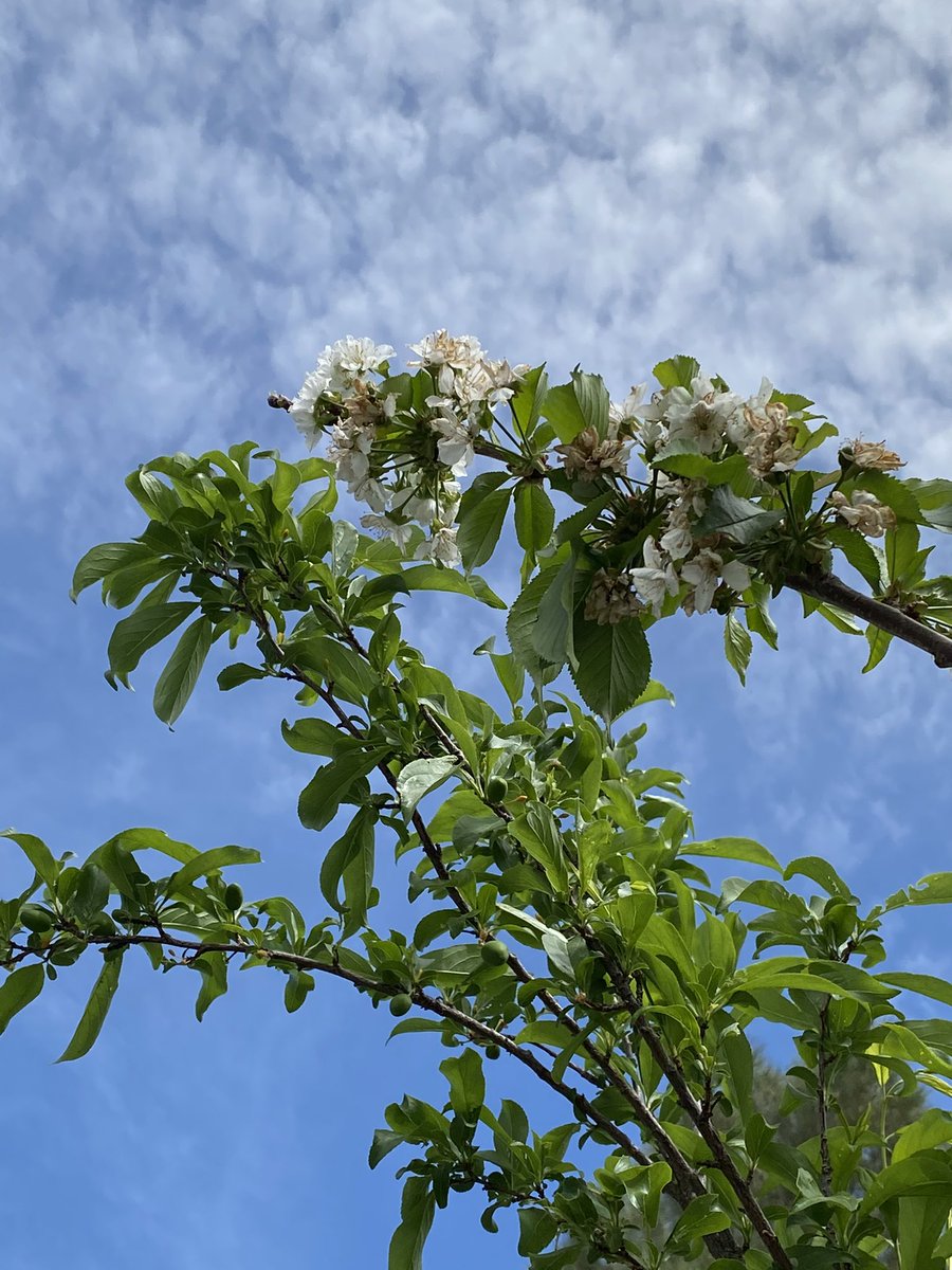 EccUnionEdward's tweet photo. Many trees, including fruit trees around the city of Palmdale, have been sprouting as spring is beginning to take over. "This is my cherry tree," Yesenia Sifontes said. "I used to lend a few cherries to my neighbors but now I stopped because of covid." #eccunion https://t.co/4eCQYZm6h1