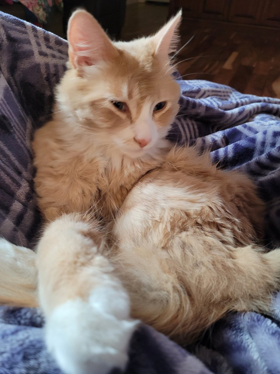 ScratchLatch97's tweet image. The best boy. #cat #streamerlife #streamerpets