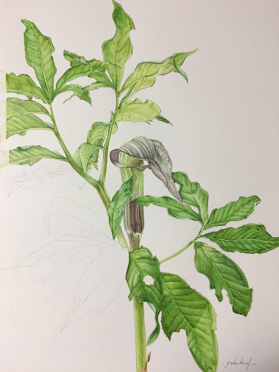 Twoucan マムシグサ の注目ツイート イラスト マンガ コスプレ モデル