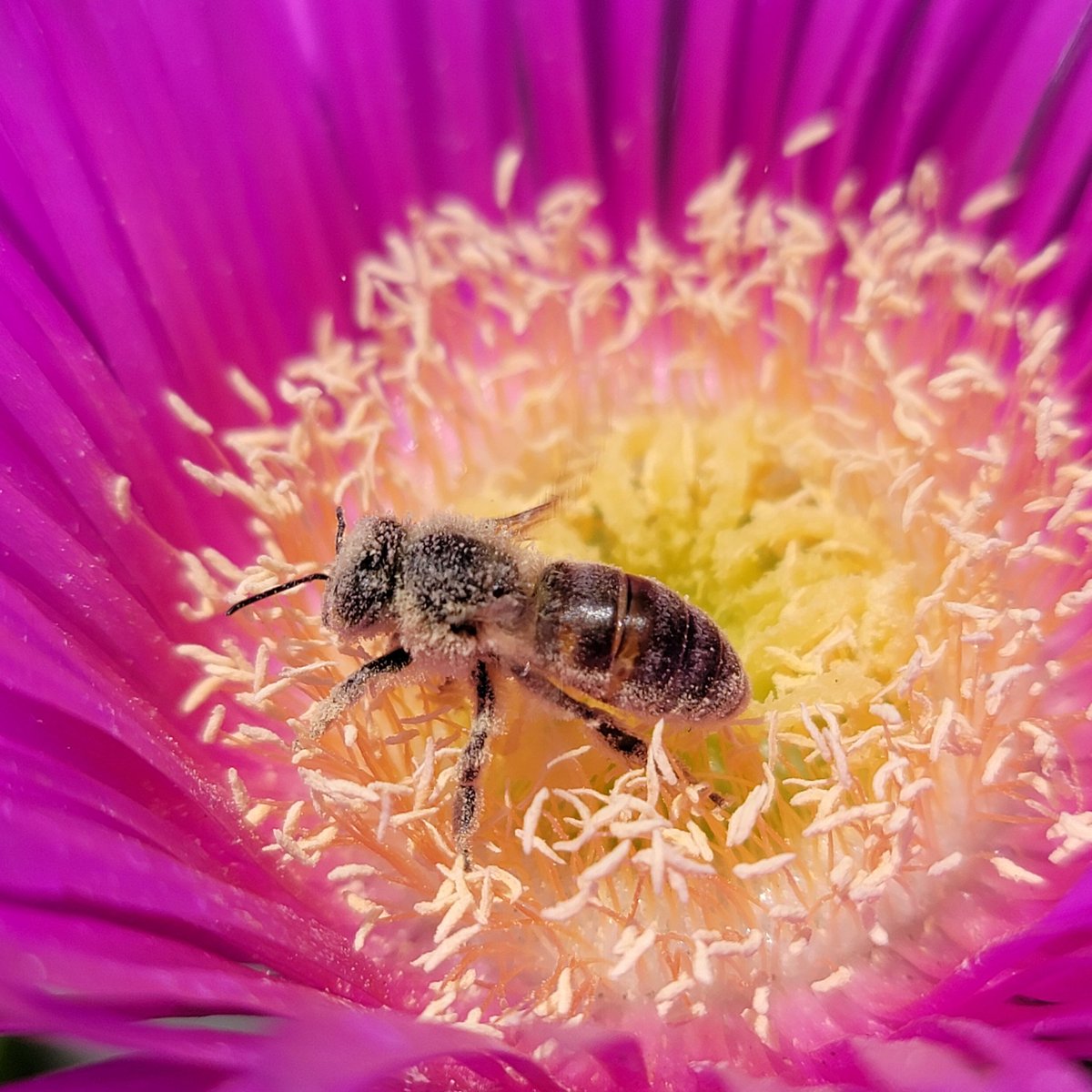 IamHerbalaria's tweet photo. 🌼Been busy cross-pollinating and collaborating.
🐝In the meantime, Bee excellent to each other! (👉🏾Kids told me to say this😁)
#fridayvibes #bees #beelover #pinaymom #garden #busybee #pollinators #savethebees #spring #billandtedsexcellentadventure https://t.co/L5XYM2AC2t