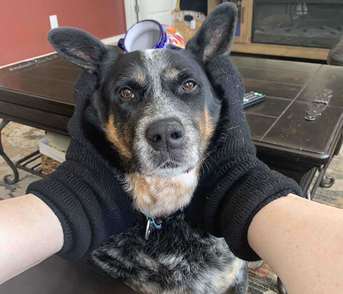 MooManBleu's tweet photo. Seriously, Mom!!!  Why ya gotta make me look goofy?!?  #thingsdogsthink #thingsdogsputupwith https://t.co/hhnf9IJllM