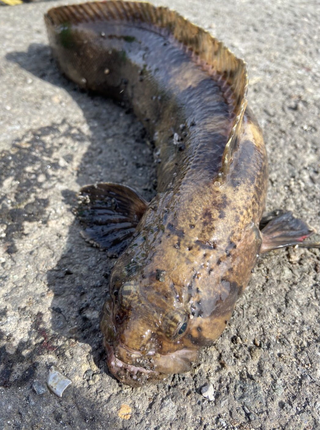 きよみ 昨日の苫小牧で釣り 太いギンポ 44センチ T Co Zkk5hxungk Twitter