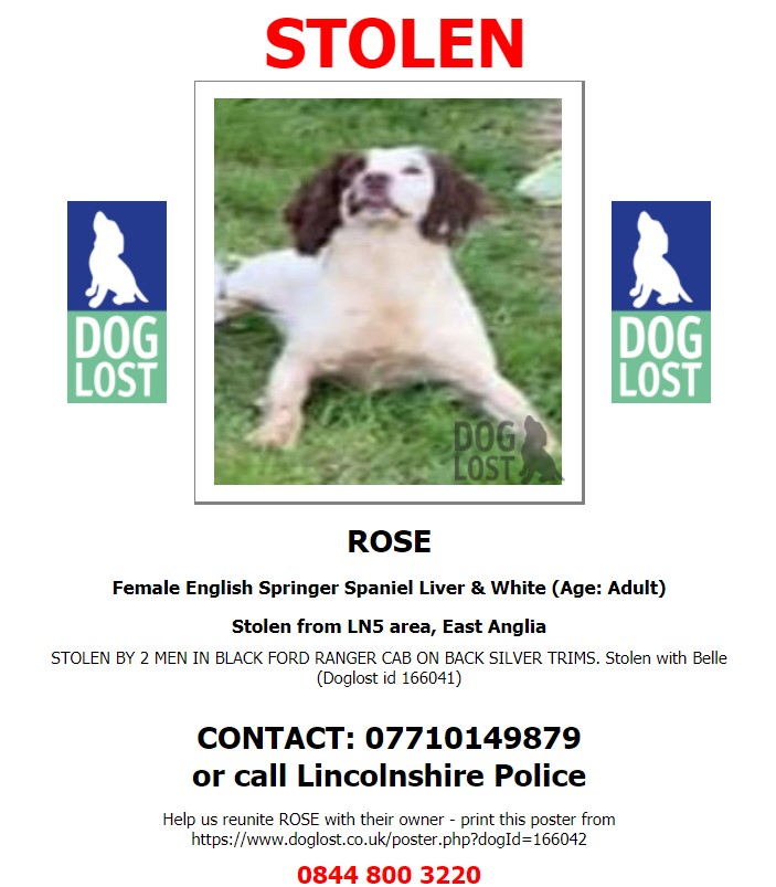 DogLostUK's tweet photo. #STOLEN #DOG ROSE~WITH BELLE 
Female #EnglishSpringerSpaniel Liver &amp; White Adult
Stolen from #Aubourn #Lincs #LN5 
2 men/Black Ford Ranger/Cab on back/SilverTrims
Friday 16th April 2021  
#StolenDog #DogTheftCrisis 
@SAMPAuk_ @DogLostUK @LincsPolice 

https://t.co/RQ6TrJyWKN https://t.co/vdR1WFfINn