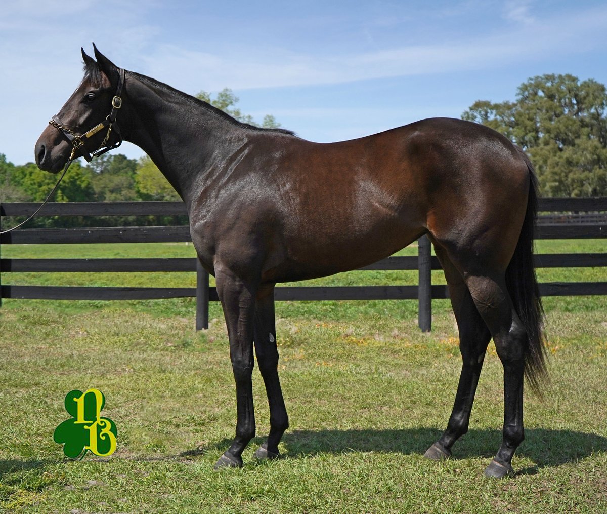 NiallBrennanStb's tweet photo. UPSTART FILLY O/O SP BLAME DAM AT OBS
HIP 54 dk.b/br f. (KY) b.3-6-19
Upstart—Quaver, by Blame. @TrueNicks A. Second dam half to G1W/MGSW Cupid, MGSW Heart Ashley & GSW Ashley’s Kitty.
Breezed 21.1👉https://t.co/wVEOLU8XdE
@OBSSales Barn 8 ☘️#SuccessIsNoAccident @AirdrieStud https://t.co/cX7uNaGe7U