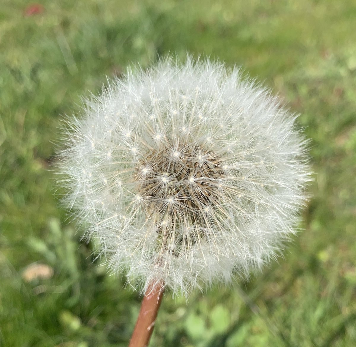 13. Asteraceae is the sleeper surprise of botany. This enormous and common sunflower family is not what you think. Each little daisy is actually over 100 tiny flowers crowded together on a “head” inflorescence. Even the outer “petals” are separate flowers. Dig into one and see!