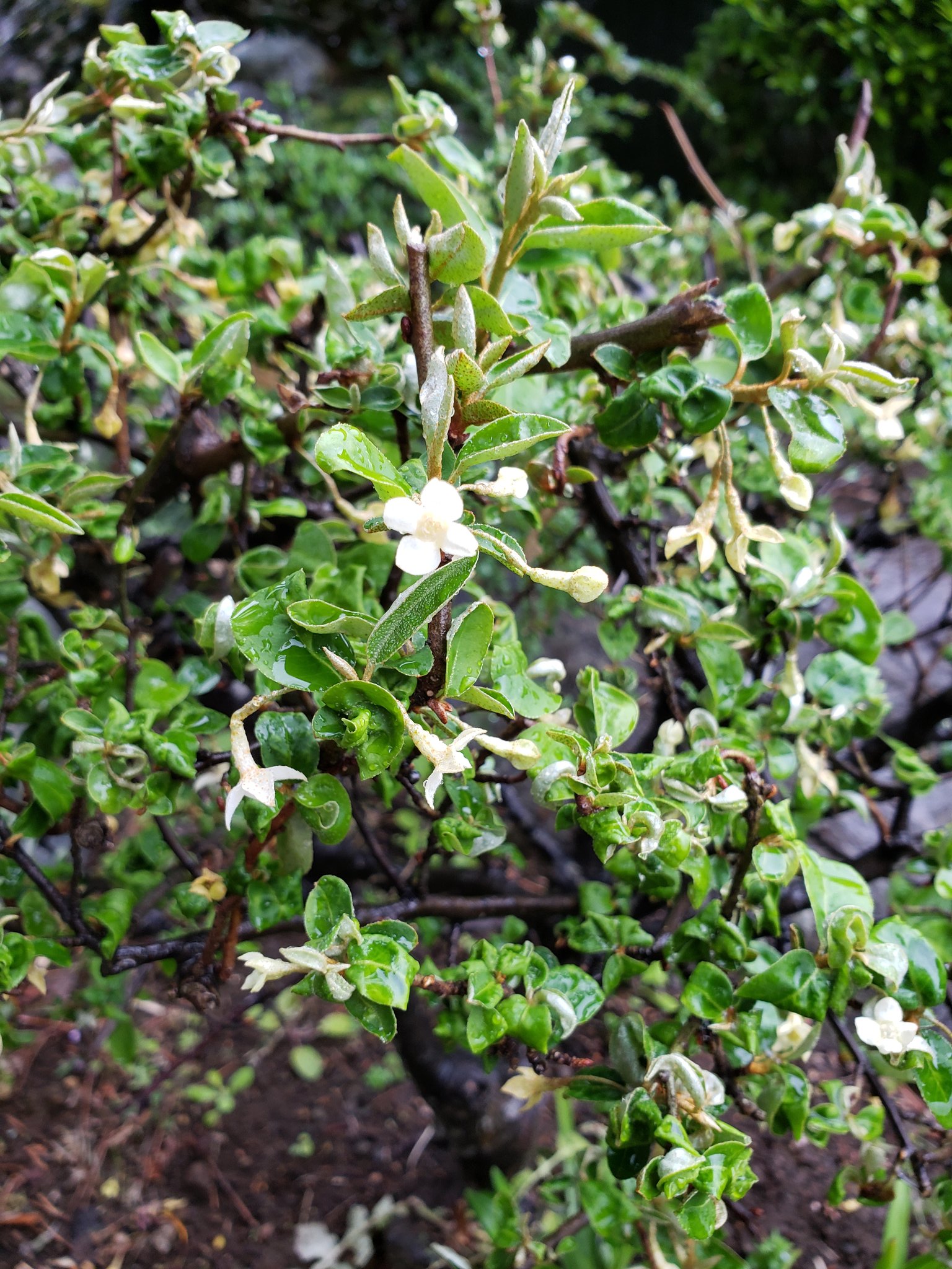 Koji Moriya 庭の木の名前が分からない 低木 白い花 小さい花 名前が分からない