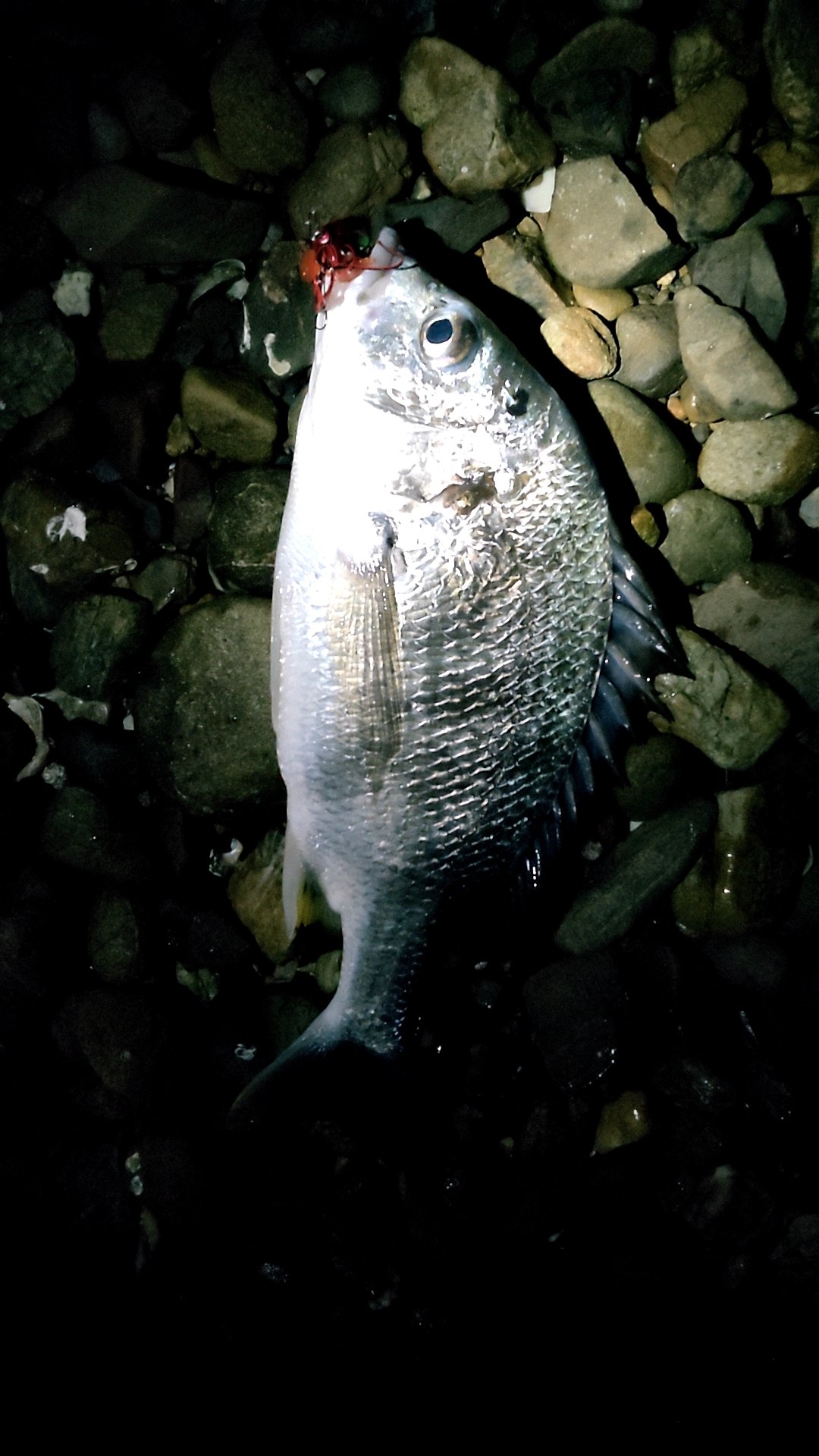 釣りメンぱぱ 奥浜名湖チニング ズルズルピタッ 開始3投目でキビレ40cm 天気が少し安定すれば結果に繋がるわかりやすいエリア 笑 追加はキビレ1尾36cmでした 静岡県 浜名湖 奥浜名湖 チニング 釣果情報 チヌ クロダイ キビレ