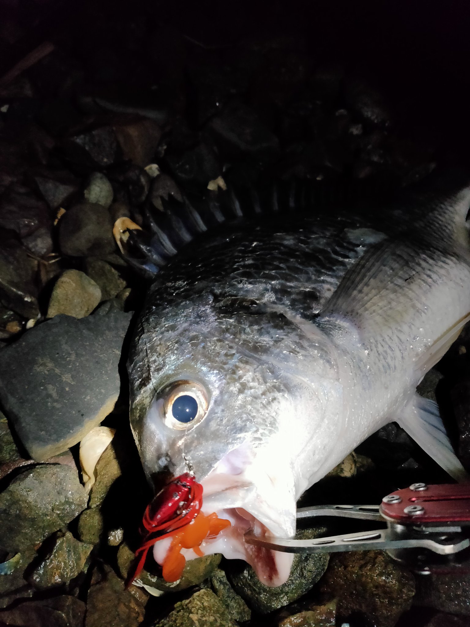 釣りメンぱぱ 奥浜名湖チニング ズルズルピタッ 開始3投目でキビレ40cm 天気が少し安定すれば結果に繋がるわかりやすいエリア 笑 追加はキビレ1尾36cmでした 静岡県 浜名湖 奥浜名湖 チニング 釣果情報 チヌ クロダイ キビレ