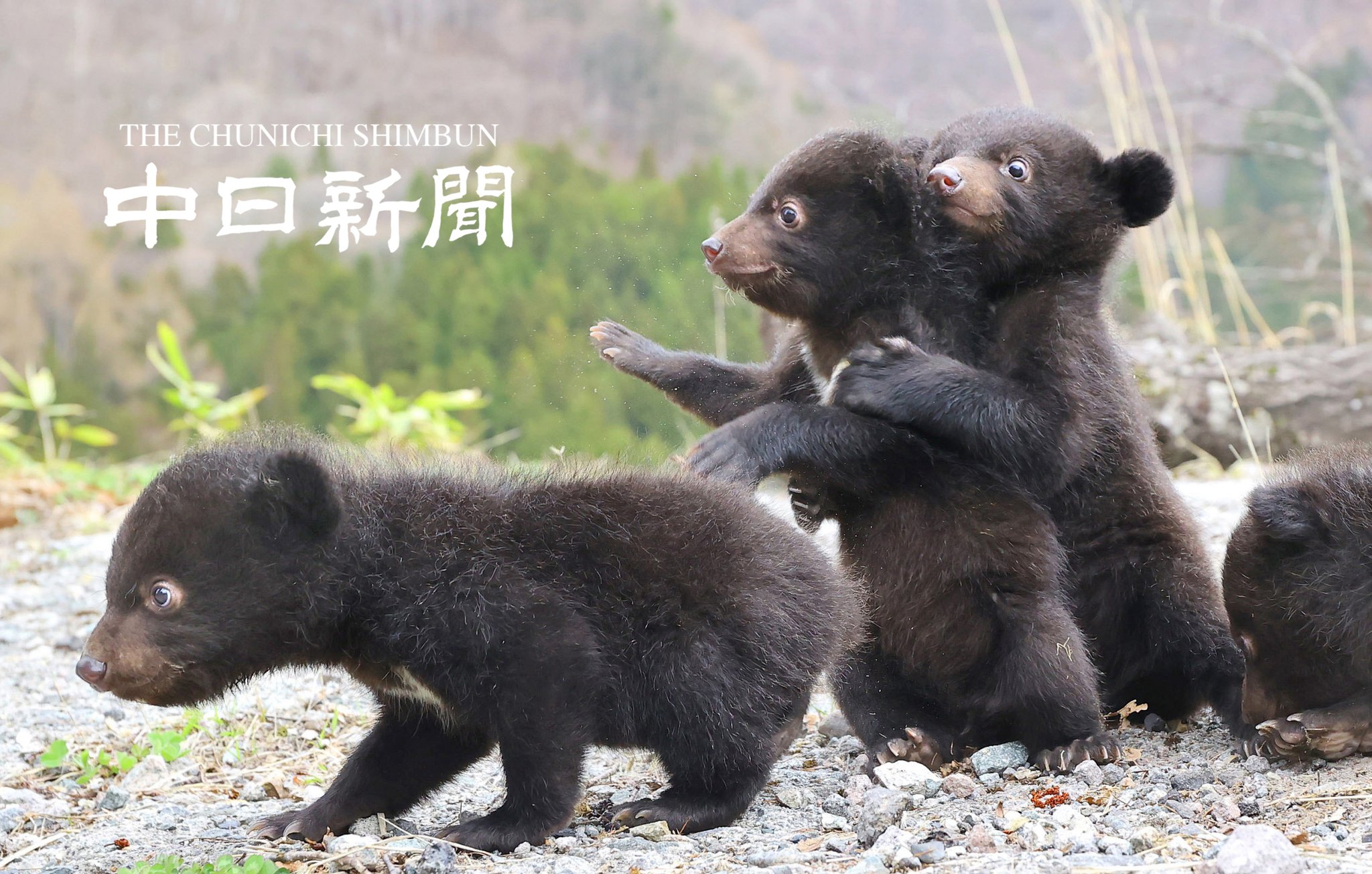 ツキノワグマのキバ4個セット　熊のキバ ぬいぐるみ potte ツキノワグマ （ ヌイグルミ 熊 くま 動物