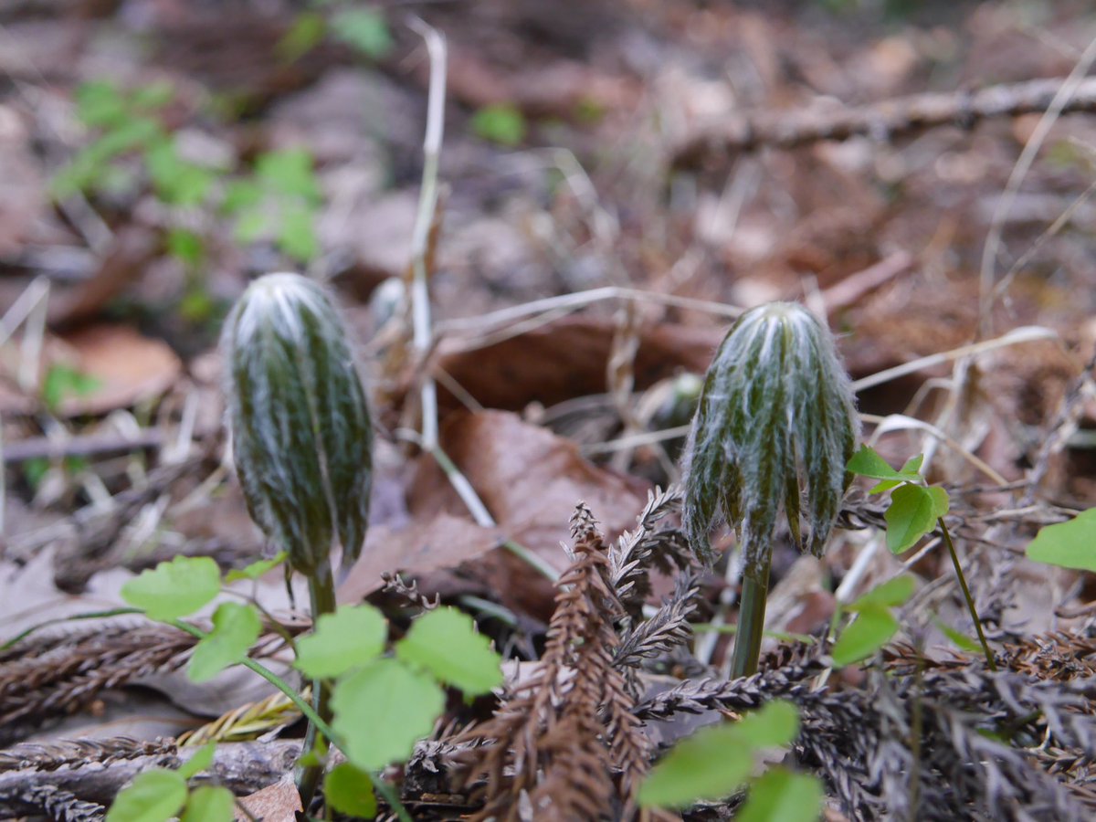 甲斐駒 Ka3ikoma Twitter