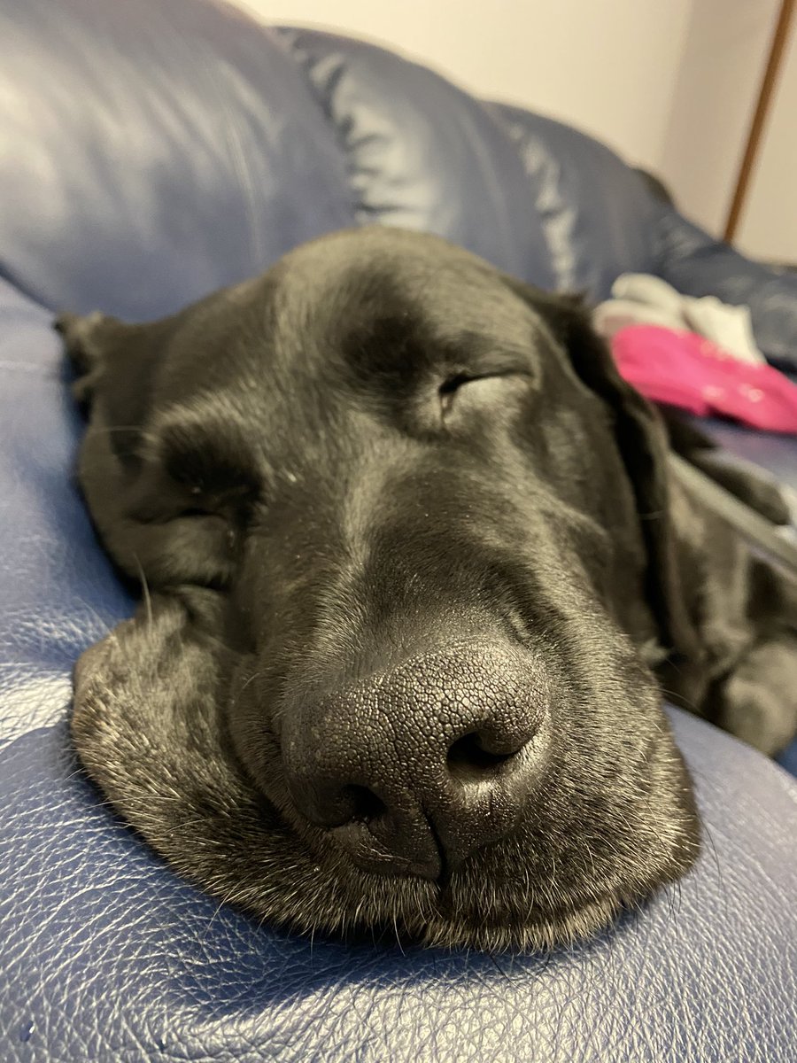 PADSk9Merlot's tweet photo. When itβs past 5:30 on a Friday and youβre still at work. #ruffweek #frinally #friday #workingdogproblems #facilitydog #courthousedog #merlot #workingdog #DogsofTwittter @PADSdogs @reginapolice https://t.co/3yx60mUBIS