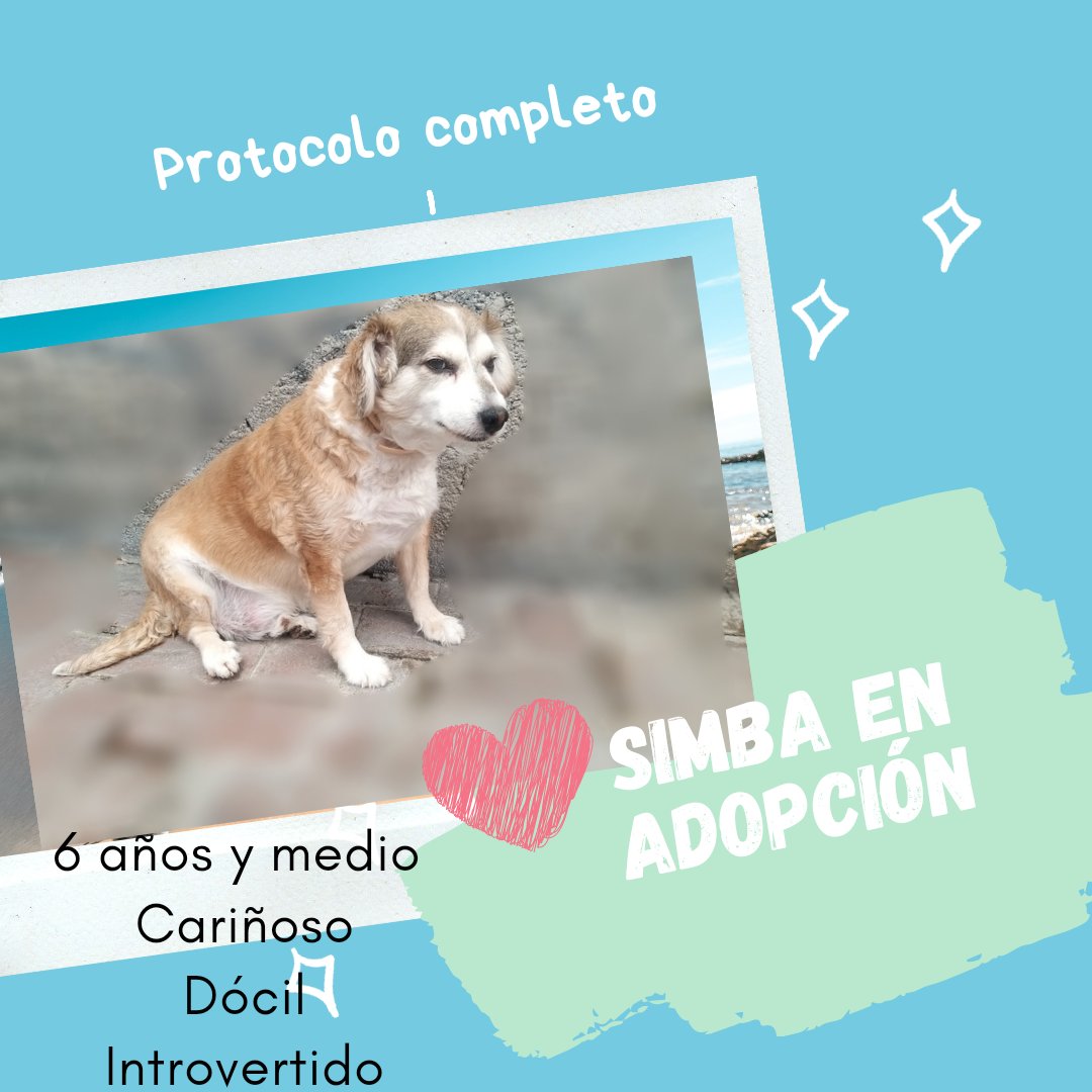 MxActivista's tweet photo. ❣ A D O P T A B L E S ❣
#CDMX y área metro.
✅ Protocolo de salud completo
✅ Lomitos mental y físicamente SANOS
#AdoptaSinPretextos #AdopcionResponsable #AdoptDontShop #16Abril #NoAbandones🐾 @ninjaperuano @SeducemeMujer @YuririaSierra @LetyVarela @DivaDelEdomex @solamentejoy https://t.co/W6CY9HjRcy