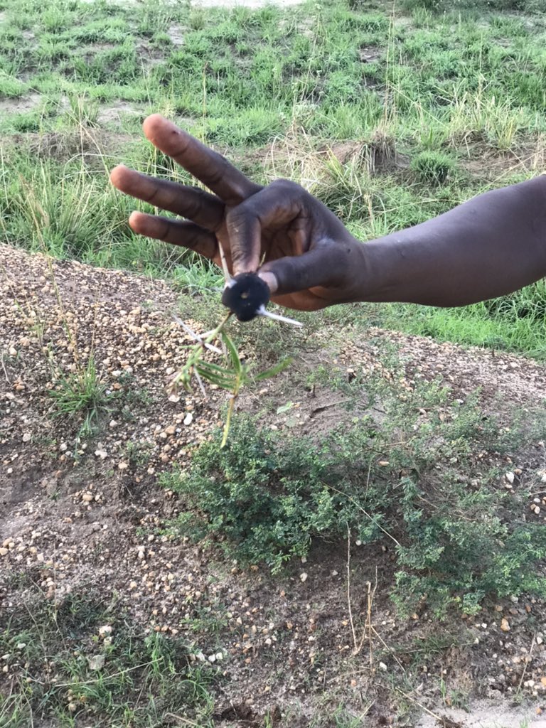 SecretD_Ug's tweet photo. Chasing the sun and safely meeting some Curious friends this morning https://t.co/FogTtUslVl