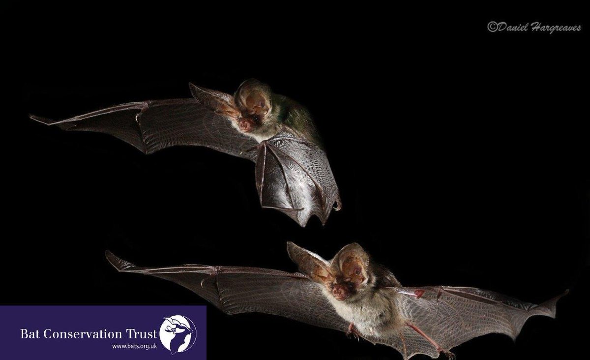 _BCT_'s tweet image. Today is #BatAppreciationDay and the day of the #SWBatConf. You can get highlights from the conference  by following the hashtag and checking out our twitter feed.