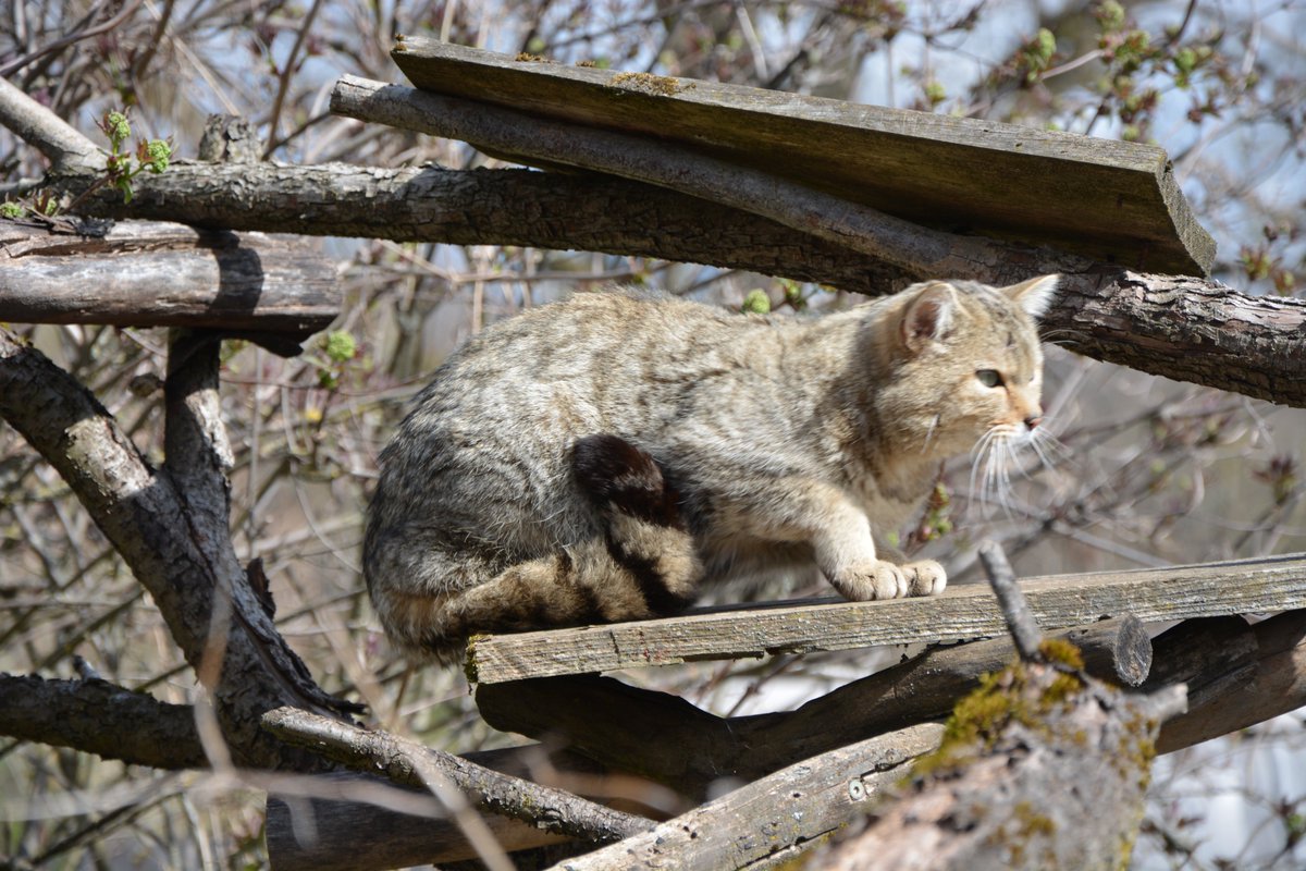 Wildkatzendorf (@wildkatzendorf) on Twitter photo Wir haben heute und die nächsten Tage von 10 bis 18 Uhr für Euch geöffnet. Emil hält schon Ausschau! <a href="/bund_net/">BUND</a> <a href="/Wildkatze_BUND/">Wildkatzen retten!</a> <a href="/BUNDth/">BUND Thüringen</a> Wir haben heute und die nächsten Tage von 10 bis 18 Uhr für Euch geöffnet. Emil hält schon Ausschau! <a href="/bund_net/">BUND</a> <a href="/Wildkatze_BUND/">Wildkatzen retten!</a> <a href="/BUNDth/">BUND Thüringen</a>
