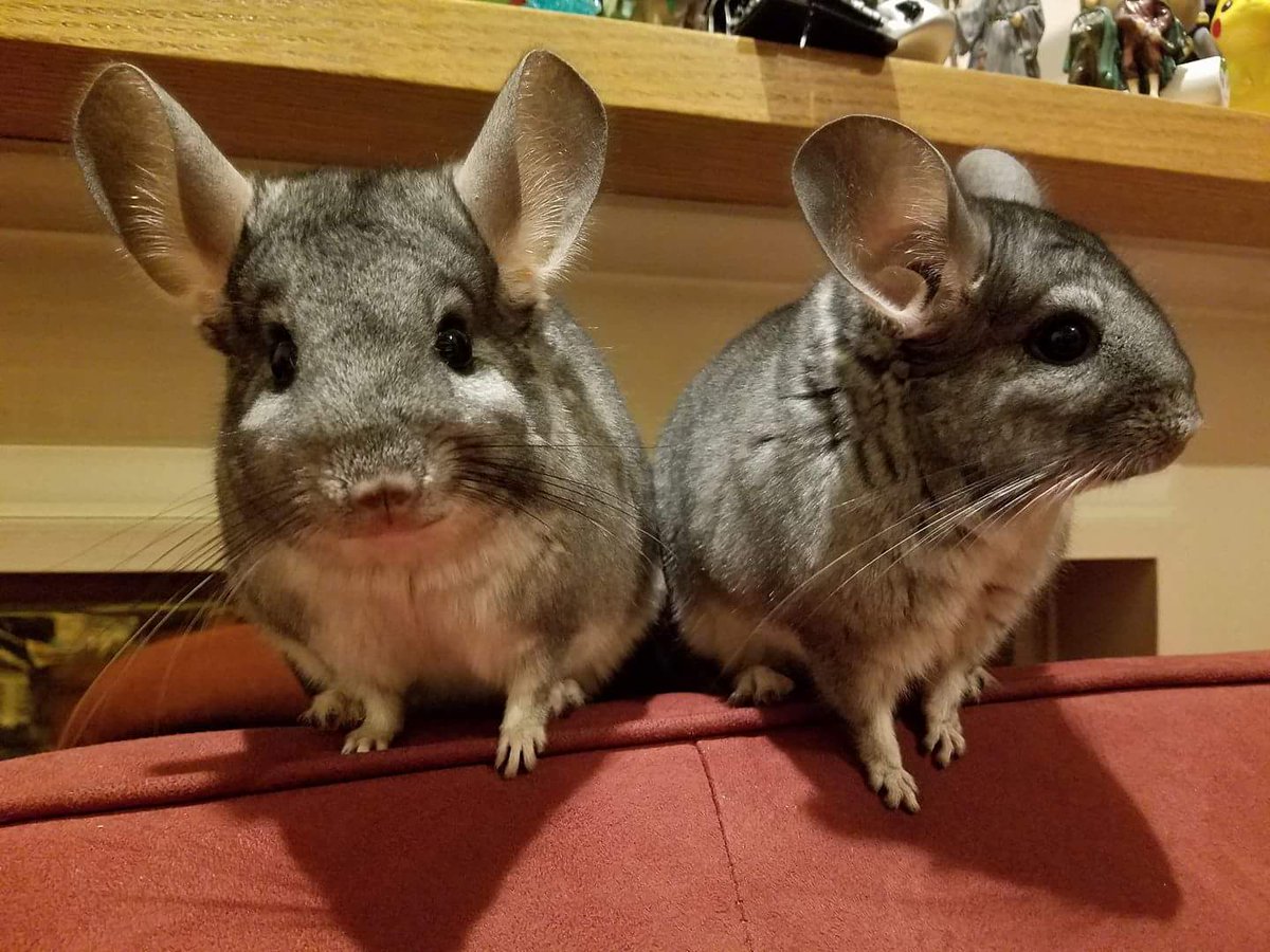 LykaiosHusky's tweet photo. @NixieTrixieArt I have IRL pet chinchillas and I love them so much! They are hard to draw anthro, but I saw some of your chinchilla drawings and they look so good! https://t.co/W34I5J1E4r