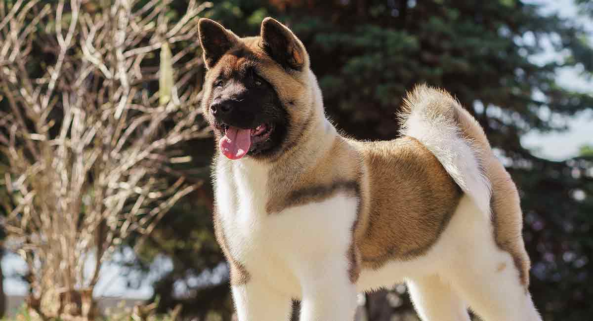 13. AKITA DOG  A bite only for the most serious appreciator. The Everest of bites. Do not attempt without health insurance. I collected this bite at age 9, scars still visible. Threw tantrum and bled on floor until parents agreed it wasn’t dog’s fault.4/5 for experts only