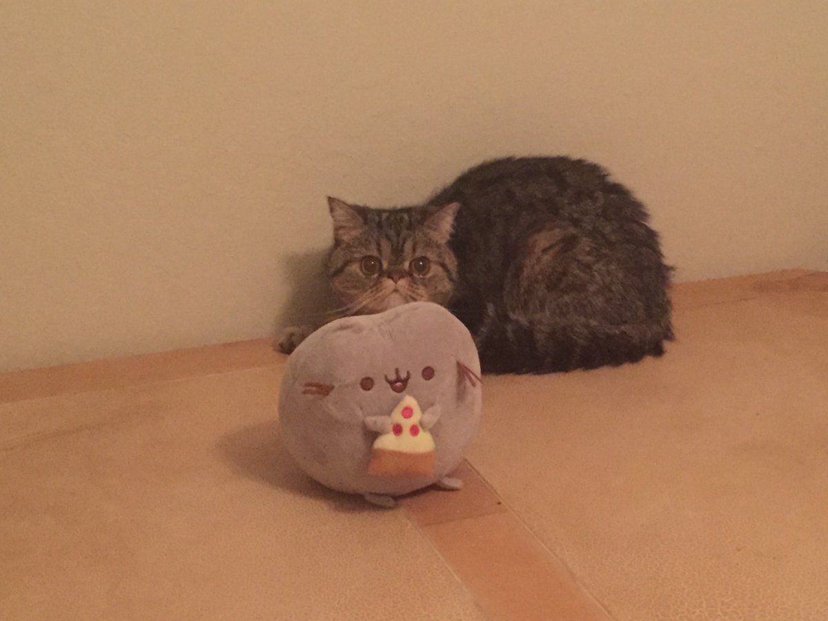 melinaswatts's tweet image. #LOSTKITTY #CHICO #HELP around Hooker Oak Avenue and Hidden Grove