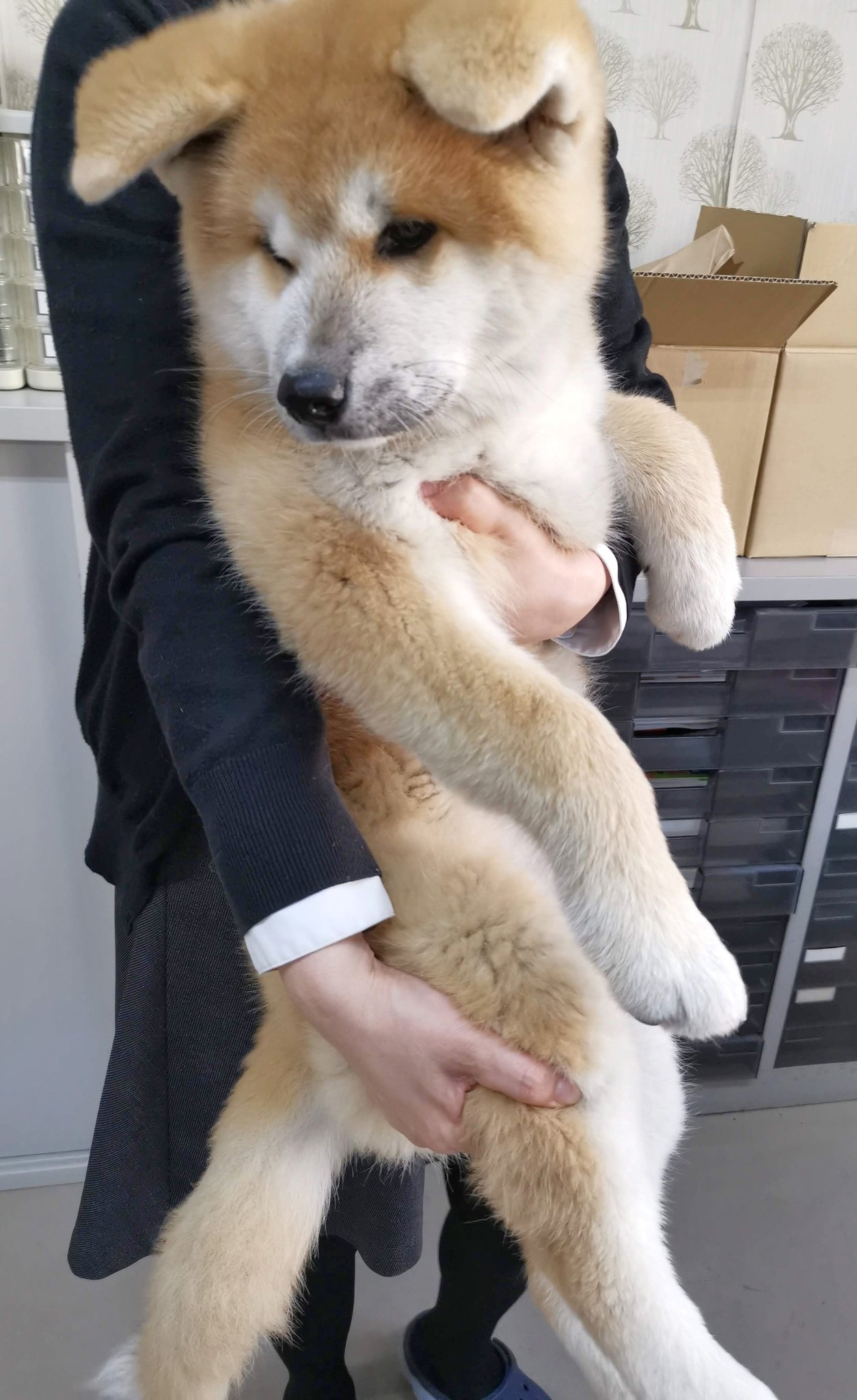 あきほ 秋田犬会館 生後3ヶ月だけど大きさはこれくらいね T Co 6xwpfqume5 Twitter