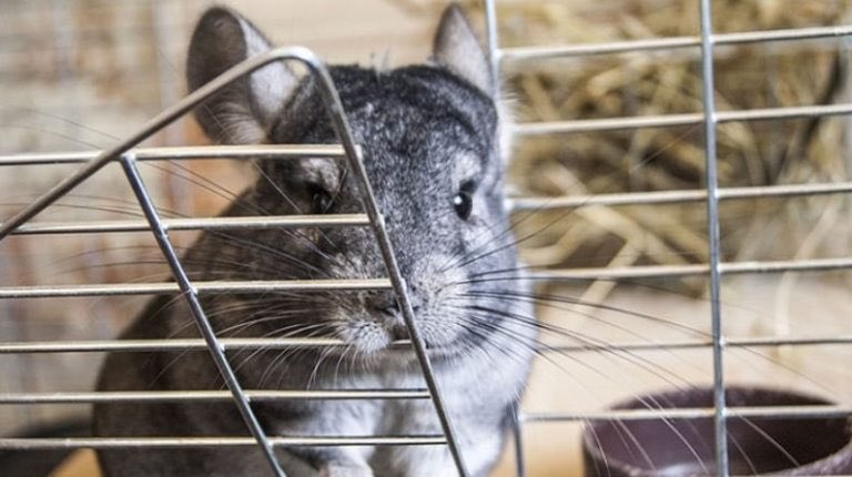 14. CHINCHILLA A rare bite, usually more of a nibble. Probably your fault. You shouldn’t have upset him. He’s very soft and doesn’t deserve that. Whatever you did, I’ll represent him in court at no charge. Just give him here. I will love him—OW!5/5 gimme that chinchilla