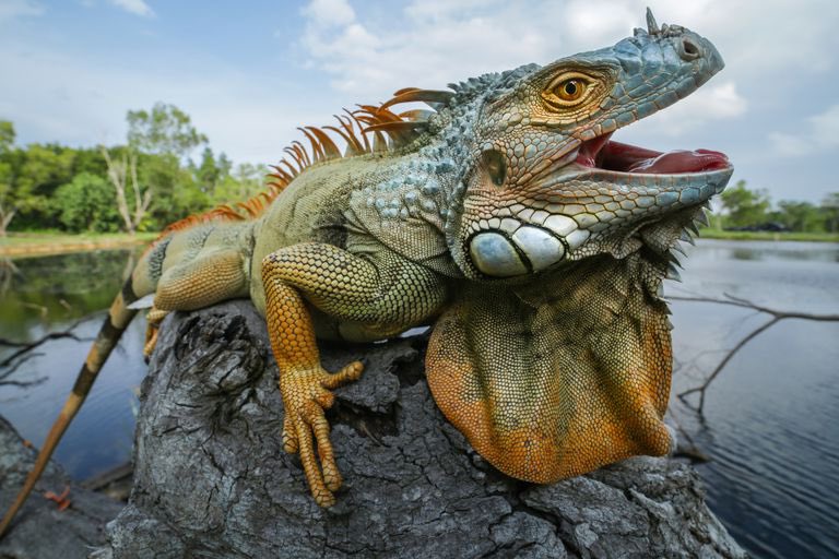 15. IGUANAAn exotic bite not available in most regions. Where present, usually only obtained by either denying snacks to iguana accustomed to snacks, or upsetting male in breeding season. A small dinosaur bite, worth trying for fans of natural history especially. 3/5 stars