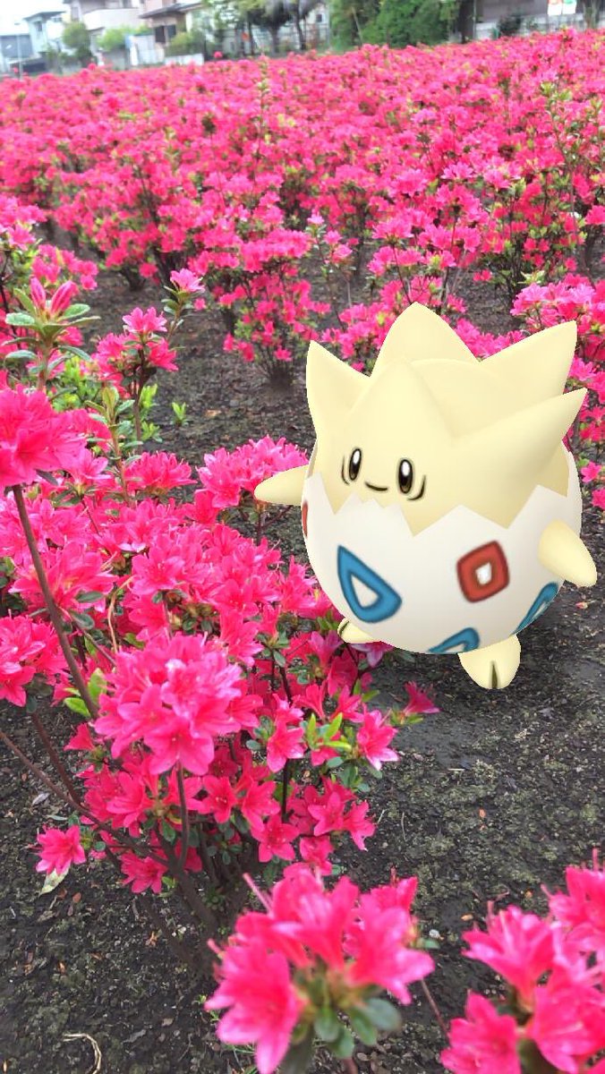 Jinmaster トゲピーとお花畑 お花はツツジですね 妹に撮ってもらいました 撮り方が私よりも上手い ポケモンgo ポケモン トゲピー ツツジ