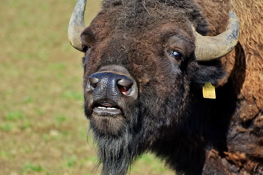 17. DOMESTIC BISON  Disturbingly humanlike teeth. Usually more of an exploratory tasting than a bite. Unpredictable level of force but rarely does serious damage. More forceful events may leave interesting bruise. Watch out for the horns, though. 3/5 bye, son.