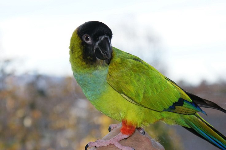 18. NANDAY CONURE  A peculiar bite—aggression, or a manicure? This bite seems to focus on fingernails and cuticles, but the fingernail trim provided is haphazard at best, no substitute for a good pair of clippers. Still, amusing to watch them try. Occasional OW.4/5 stars