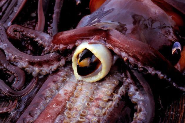 20. GIANT SQUID  Ending with an aspirational bite. Should be on every bite-ket list. Surrender yourself to the darkness and mystery. Do not ask why it looks exactly like a parrot beak. You will not like the answer. Or the additional questions that it sparks.1000000/5