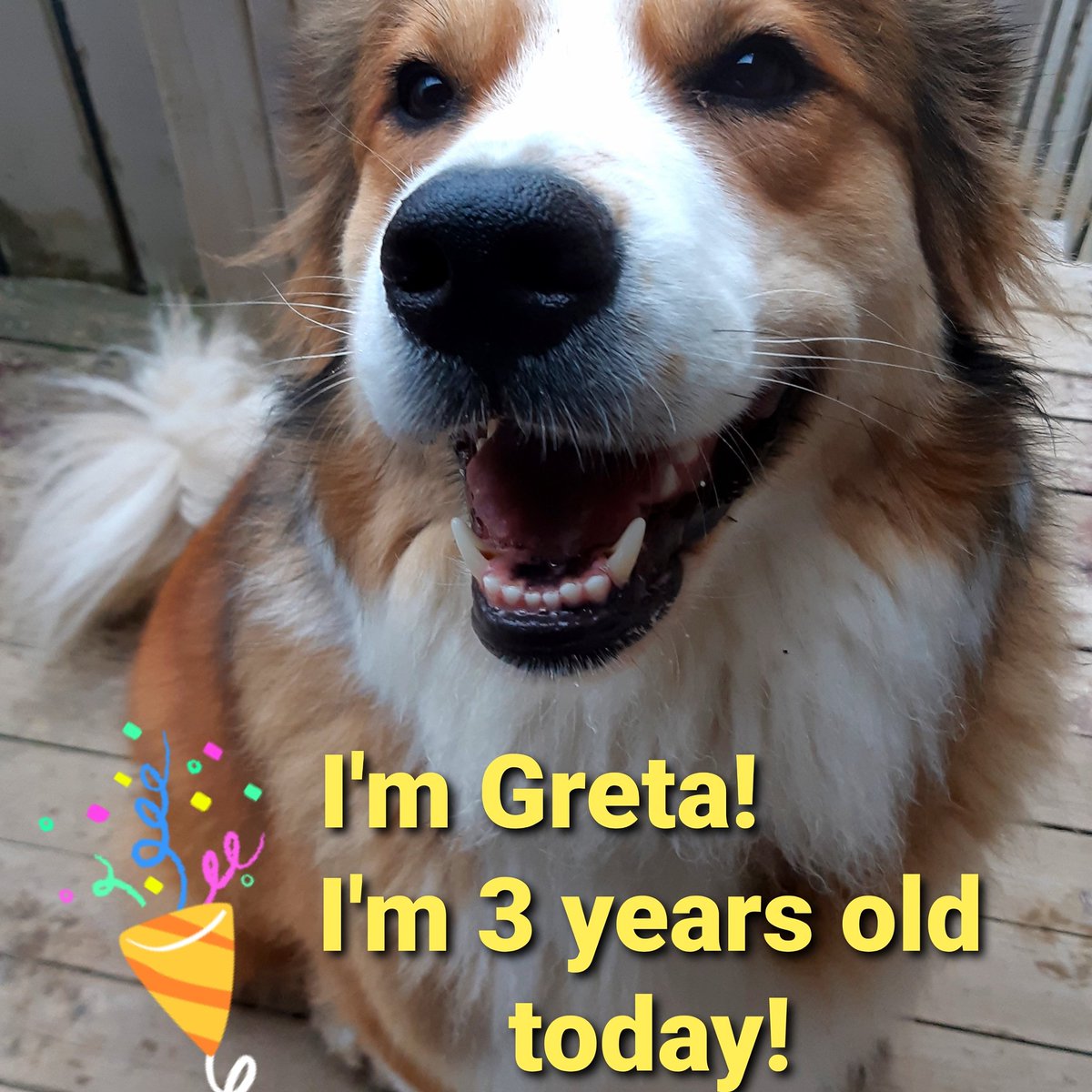Three years of hard-smilin'!

#greatbernese #greatpyrenees #bernesemountaindog