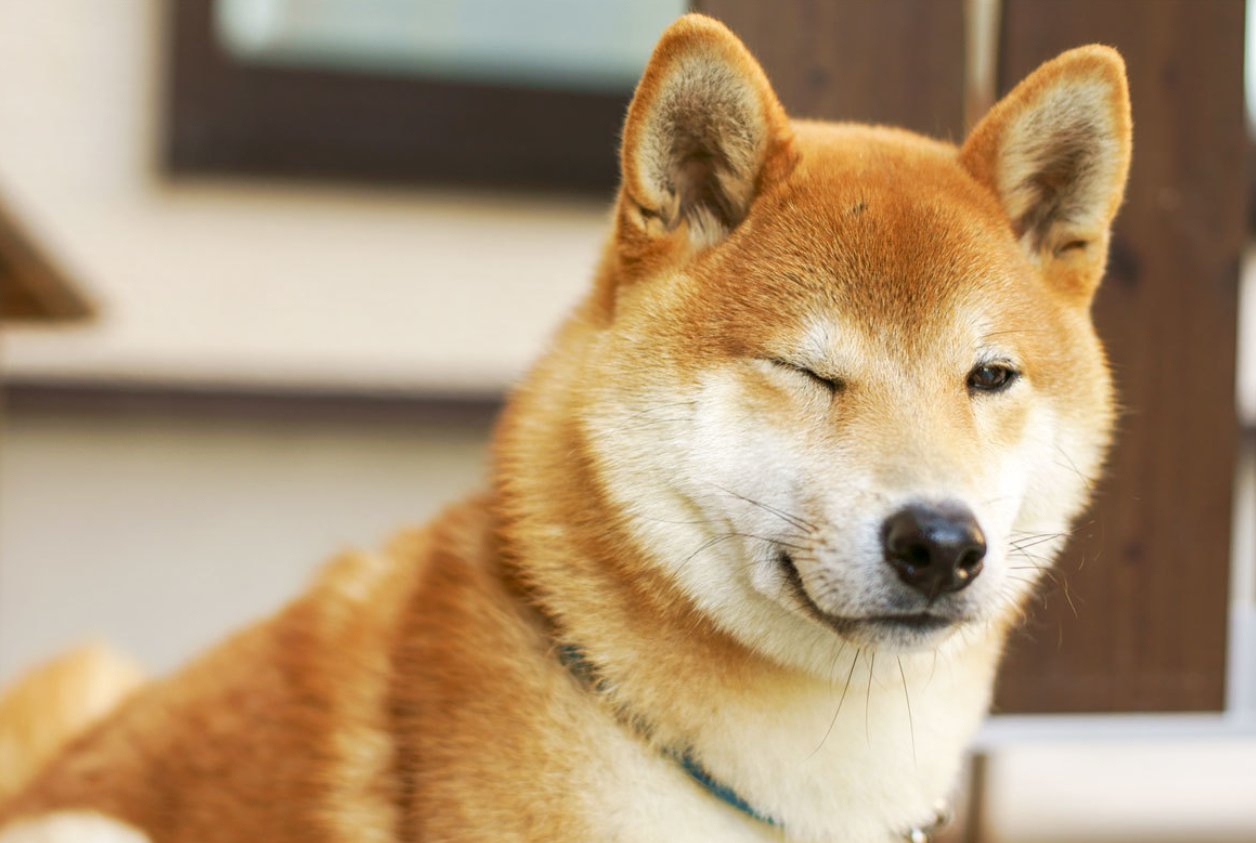 ラブピッグス ウインク犬 犬もウインクをする それも新垣結衣も顔負けなくらい魅力的なウインクをする T Co K7lzogcbte Twitter