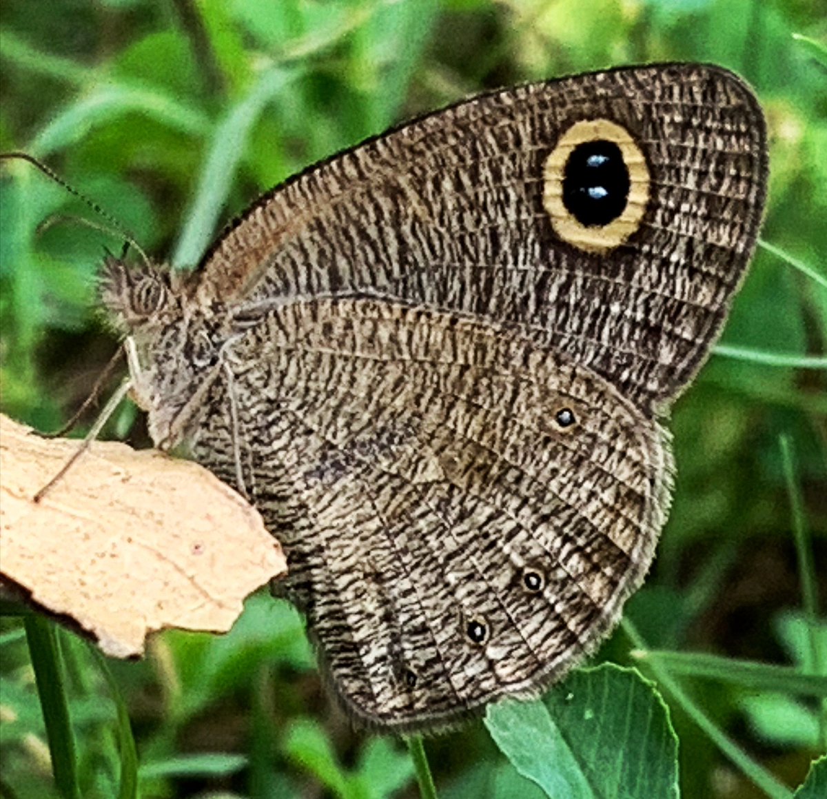 gabeeno's tweet photo. Good morning ☀️
Look at those #blue #pearls like #pattern on this #butterfly ... she can’t see it herself though but she can #fly and she only started #flying when she thought her life was ending.
#Rebirth #change #hope #life #transformation #liveinnow https://t.co/TwuW9AvQ6L