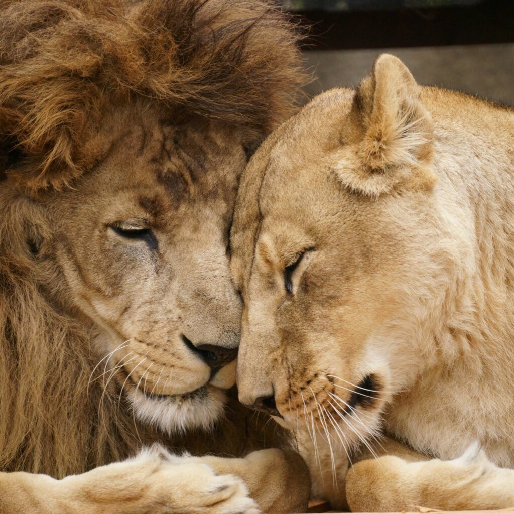 動物園で撮った仲睦まじいライオン夫妻写真をツイートしたら公式の眼に留まりポスターになった件に便乗してみる件 Togetter