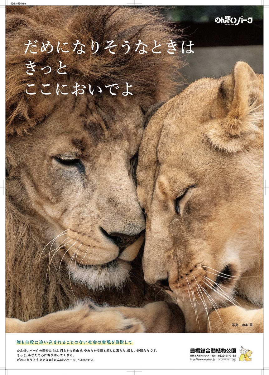 動物園で撮った仲睦まじいライオン夫妻写真をツイートしたら公式の眼に留まりポスターになった件に便乗してみる件 Togetter 動物園で撮った仲睦まじいライオン夫妻写真をツイートしたら公式の眼に留まりポスターになった件に便乗してみる件 Togetter