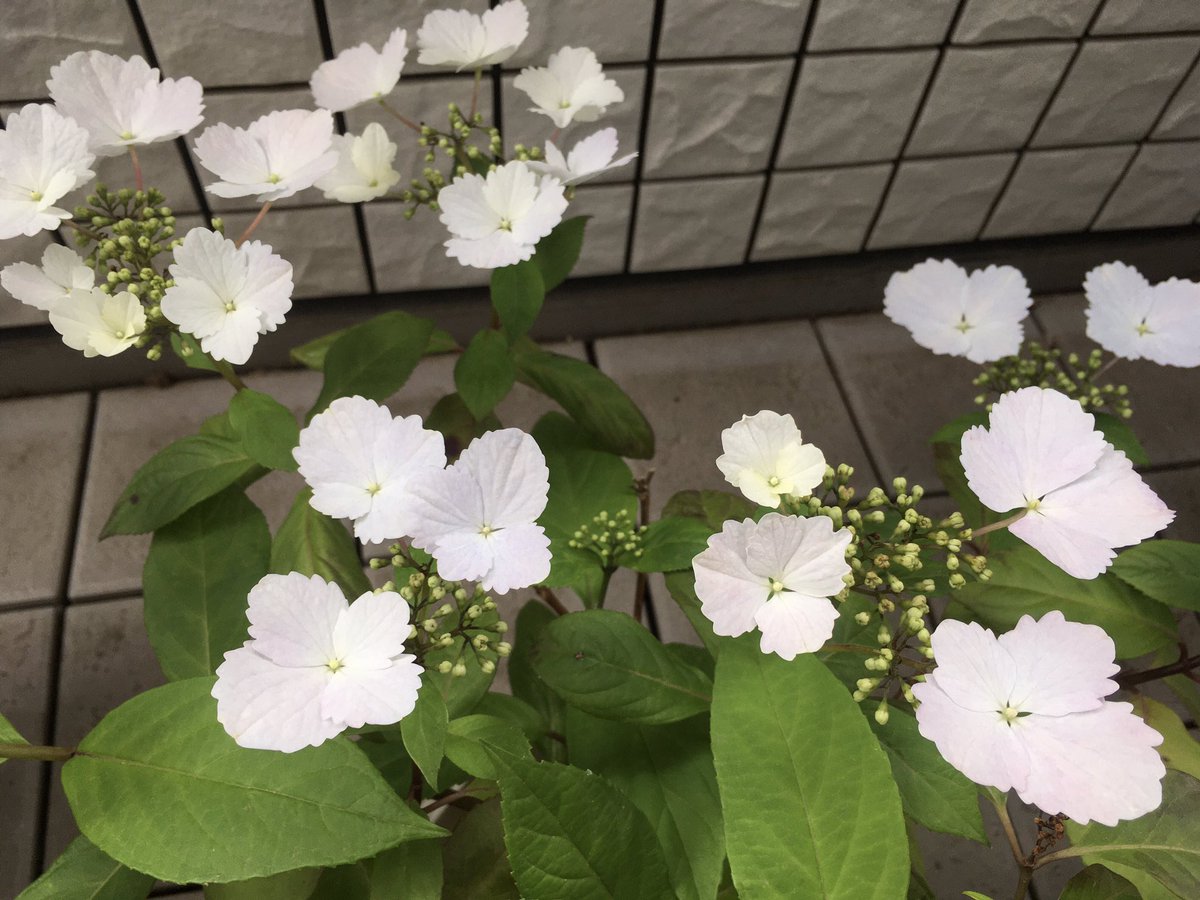みみへん 雨上がりのベランダ観察 ずっと白かった私のスプリングエンジェル フリルエレガンスが淡いピンク色に 雨のせいか栄養剤のせいか アジサイの花言葉は移り気 冬紫陽花なので冬の花を剪定すると5 6月にもう一度咲くとの知見を得たが せっかく みみへん 雨上がりのベランダ観察 ずっと白かった私のスプリングエンジェル フリルエレガンスが淡いピンク色に 雨のせいか栄養剤のせいか アジサイの花言葉は移り気 冬紫陽花なので冬の花を剪定すると5 6月にもう一度咲くとの知見を得たが せっかく