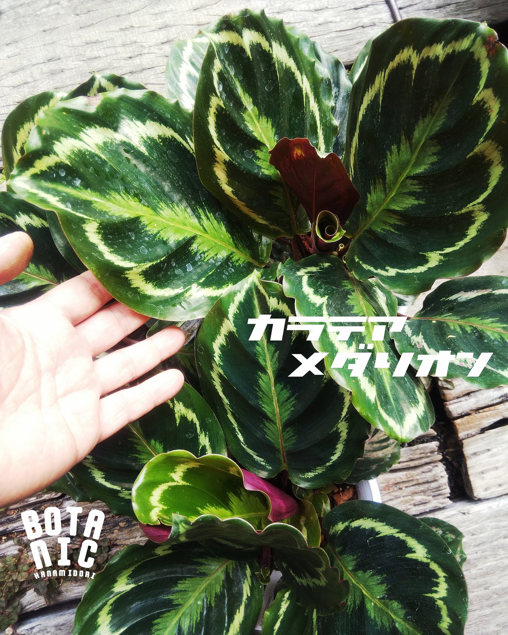 カラテアメダリオン Twitter Search Twitter