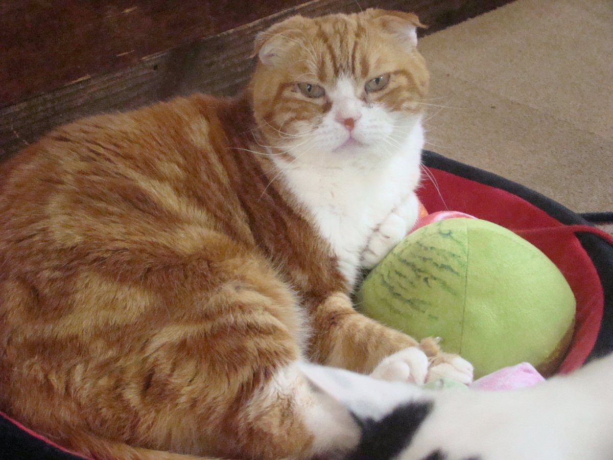ツイッター 水戸の猫カフェ 茶々丸