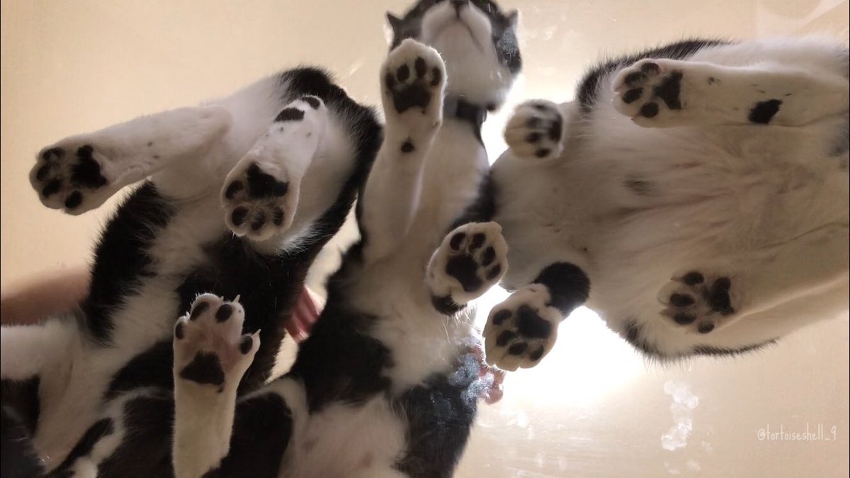 どうしてもたくさんの猫の肉球が見たい 望みを叶えるためにガラステーブルを買った 共有してくれてありがとうございます Togetter どうしてもたくさんの猫の肉球が見たい 望みを叶えるためにガラステーブルを買った 共有してくれてありがとうございます Togetter