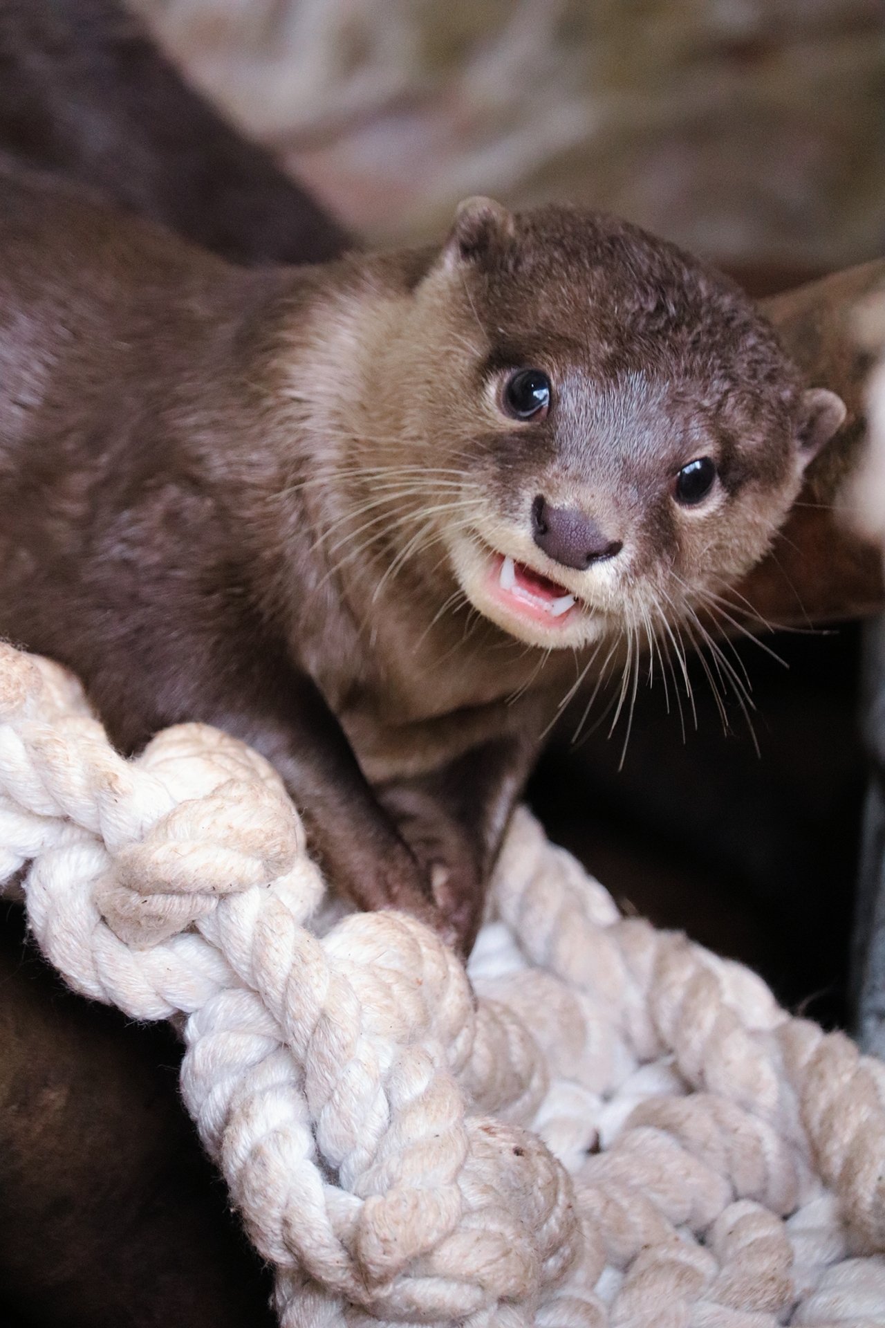 桂浜水族館 公式 私知ってるわ 恋なんていわばエゴとエゴのシーソーゲームだってこと T Co Oobykuu3ve Twitter