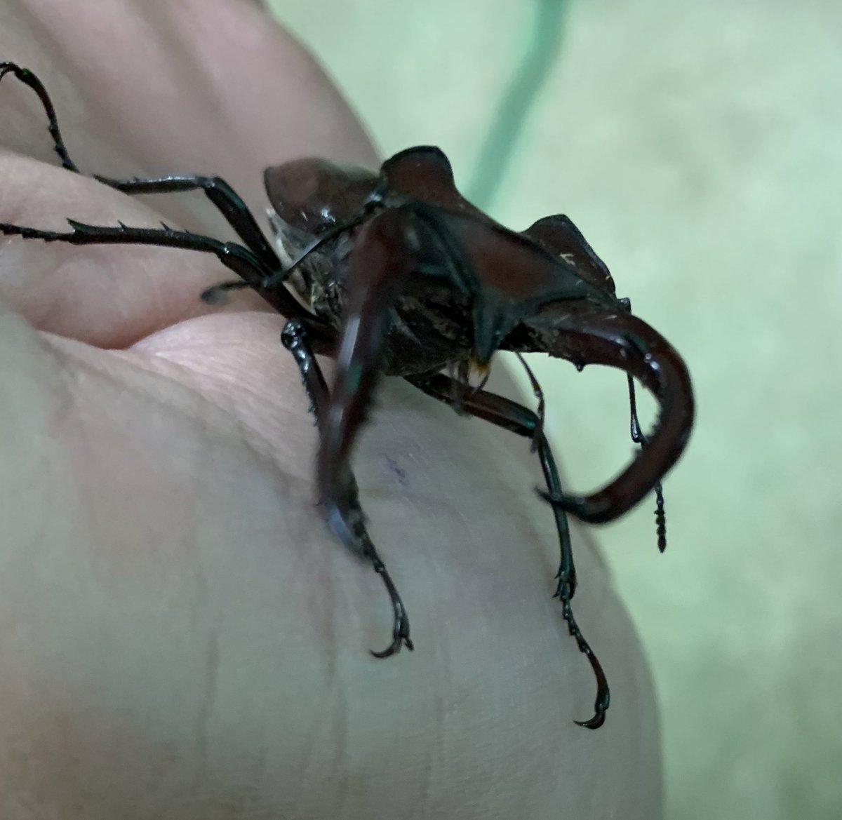 クワガタカブト専門店ブラッキー エラフスミヤマクワガタ オス56 顎ズレ 新成虫ペア円 クワガタカブト専門店ブラッキー エラフスミヤマクワガタ オス56 顎ズレ 新成虫ペア円
