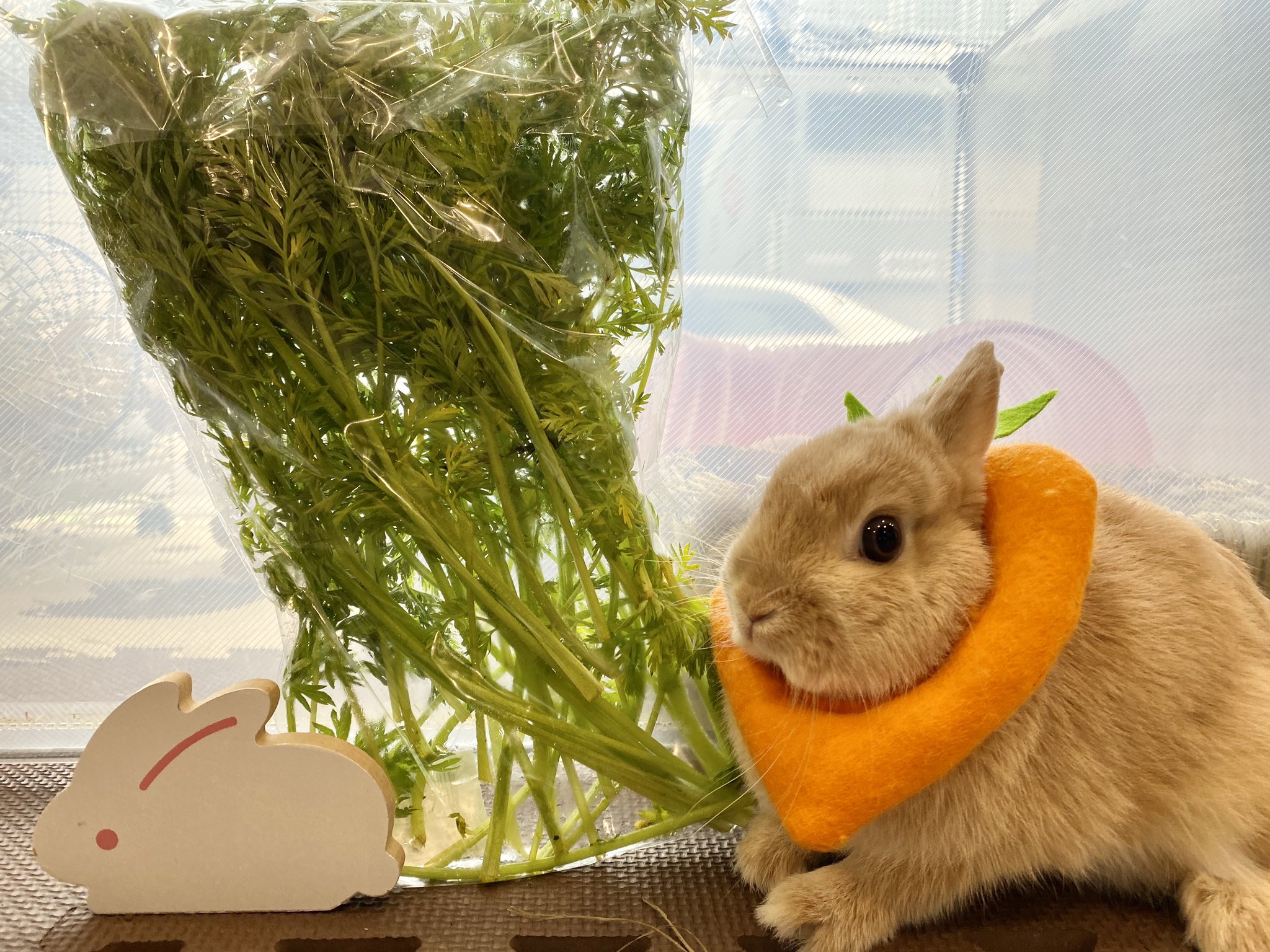 تويتر うさぎのしっぽ吉祥寺店 على تويتر 吉祥寺店 本日も新鮮なにんじんの葉っぱ入荷しております そして今日もにんじんの妖精が現れました うさぎのしっぽ吉祥寺店 ふわもこ部 かわいい ネザー T Co R5cne9fdne